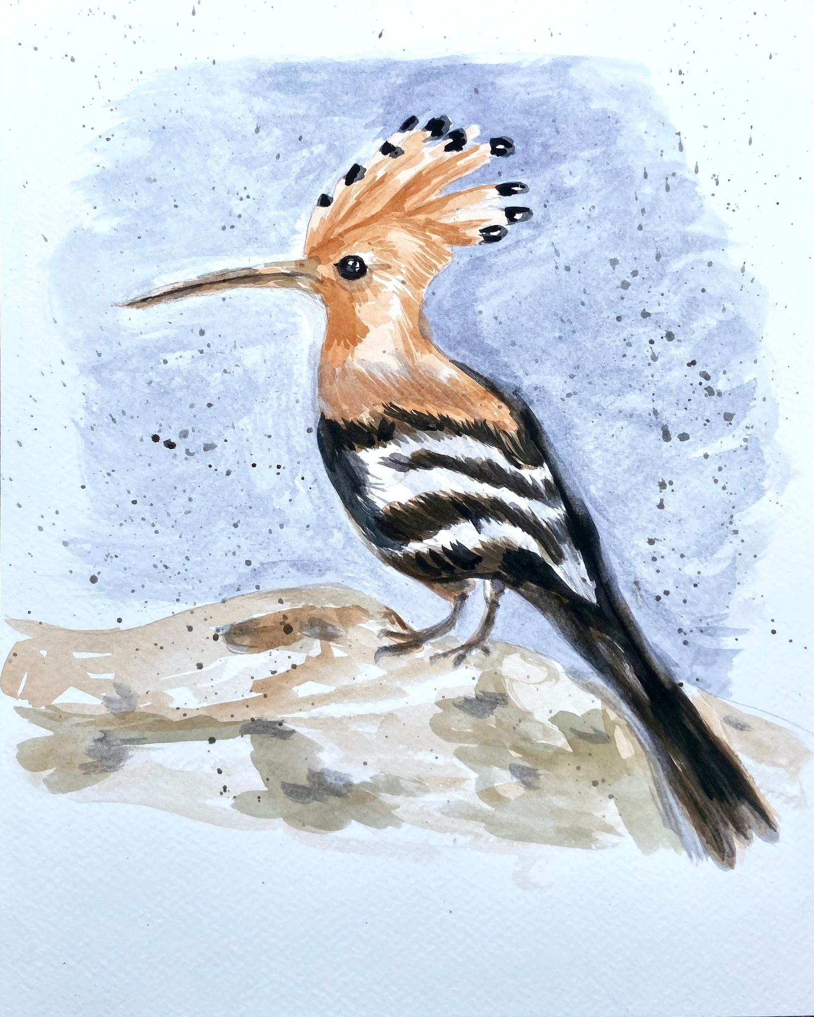 Upupa acquerello dettaglio